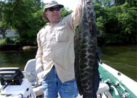 Snakehead fish